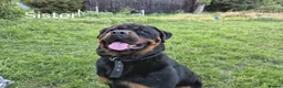 Rottweiler dogs for sale: KC registered Health Tested Puppies  - Advert 6