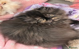 Persian cats for sale: Luxury Persian Kittens -  - Image 5