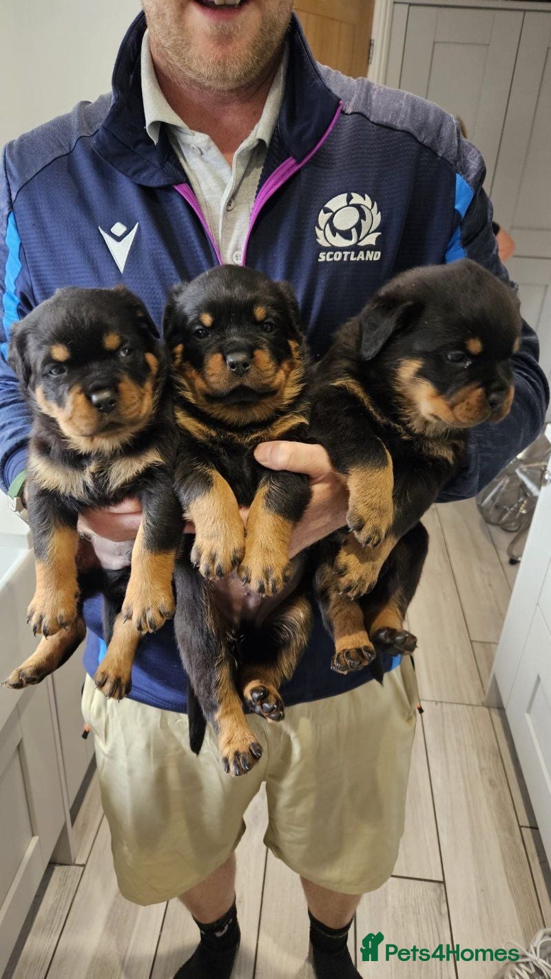 Rottweiler dogs Rottweiler pups - Advert 1