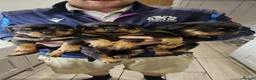 Rottweiler dogs for sale: Rottweiler pups in Bilston - Advert 1