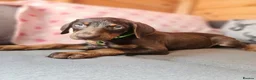 Dobermann dogs for sale: 💝🐾 Ready Now Chunky KC Registered pups 🐾 💝 - Advert 29