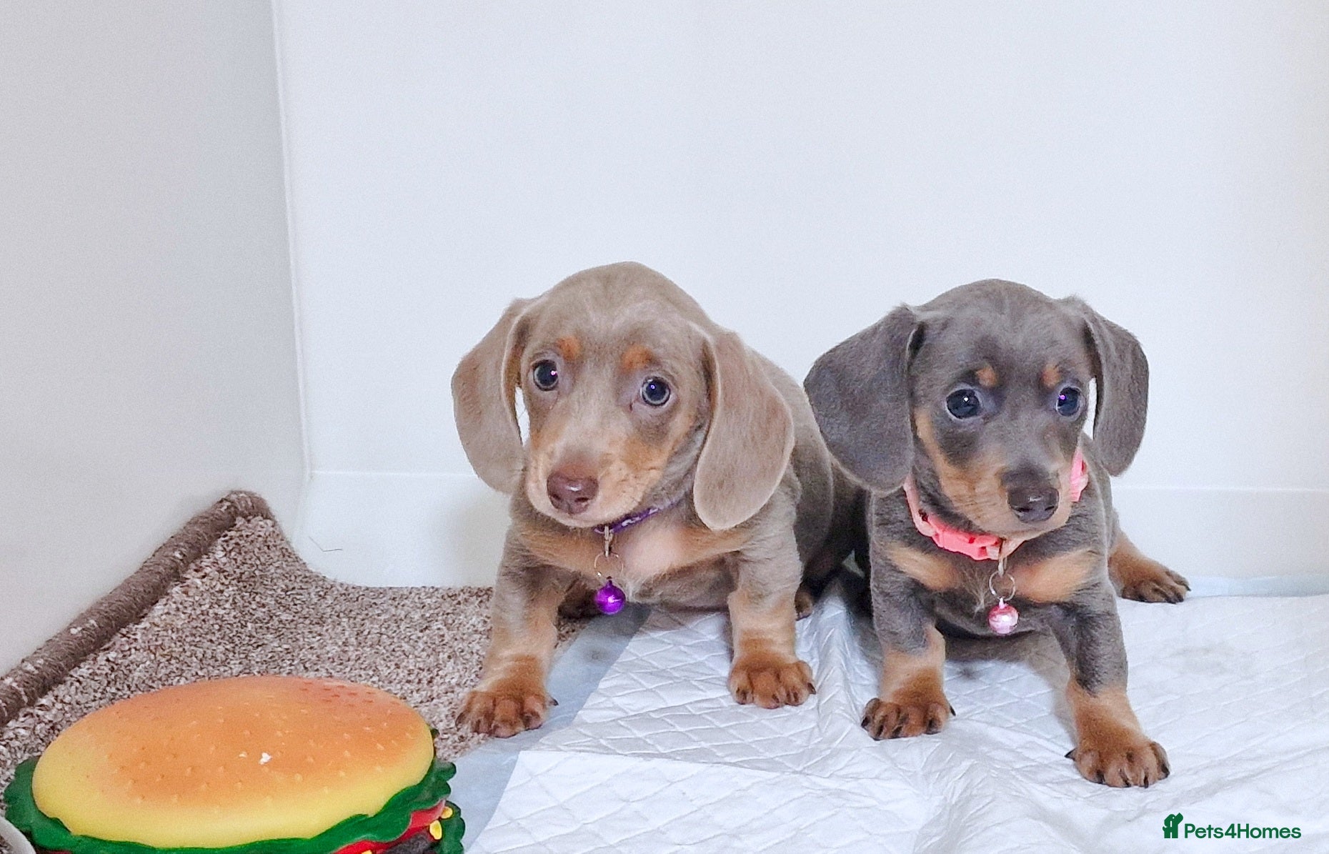 Miniature Dachshund dogs 2 FEMALES AVAILABLE BLUE & TAN &ISABELLA TAN  - Advert 3