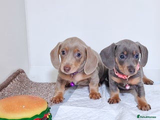 Miniature Dachshund dogs 2 FEMALES AVAILABLE BLUE & TAN &ISABELLA TAN - Advert 3