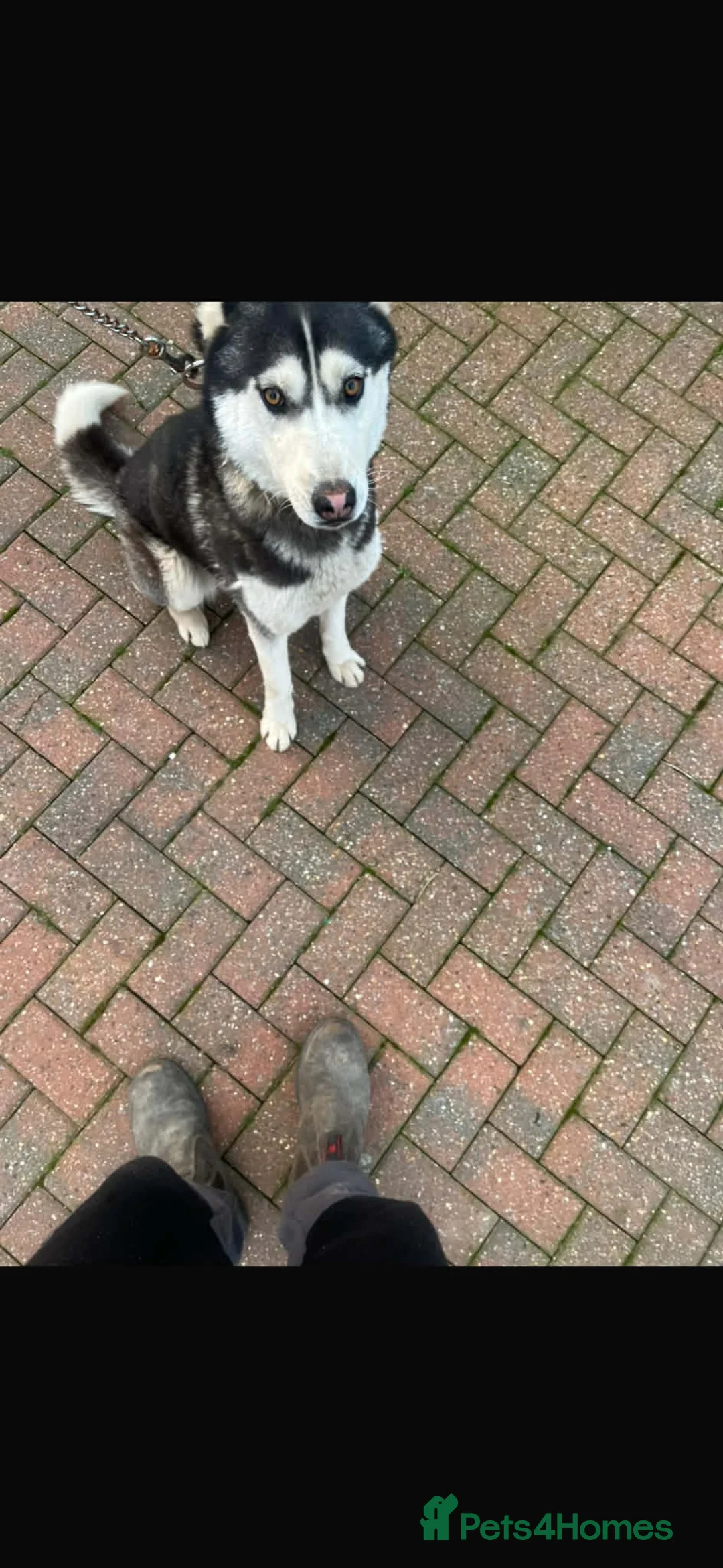 Siberian Husky dogs for sale: Siberian husky girl 14 month old  - Advert 2