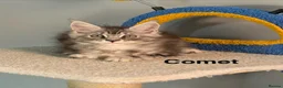 Maine Coon cats for sale: Maine Coon Kittens Champion Lines 3 GIRLS LEFT - Advert 11