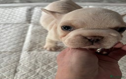 French Bulldog dogs for sale:  French bulldogs  - Advert 29