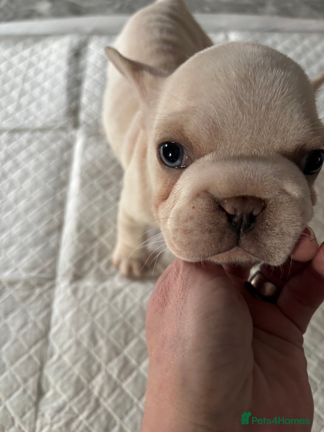 French Bulldog dogs for sale:  French bulldogs  - Advert 29