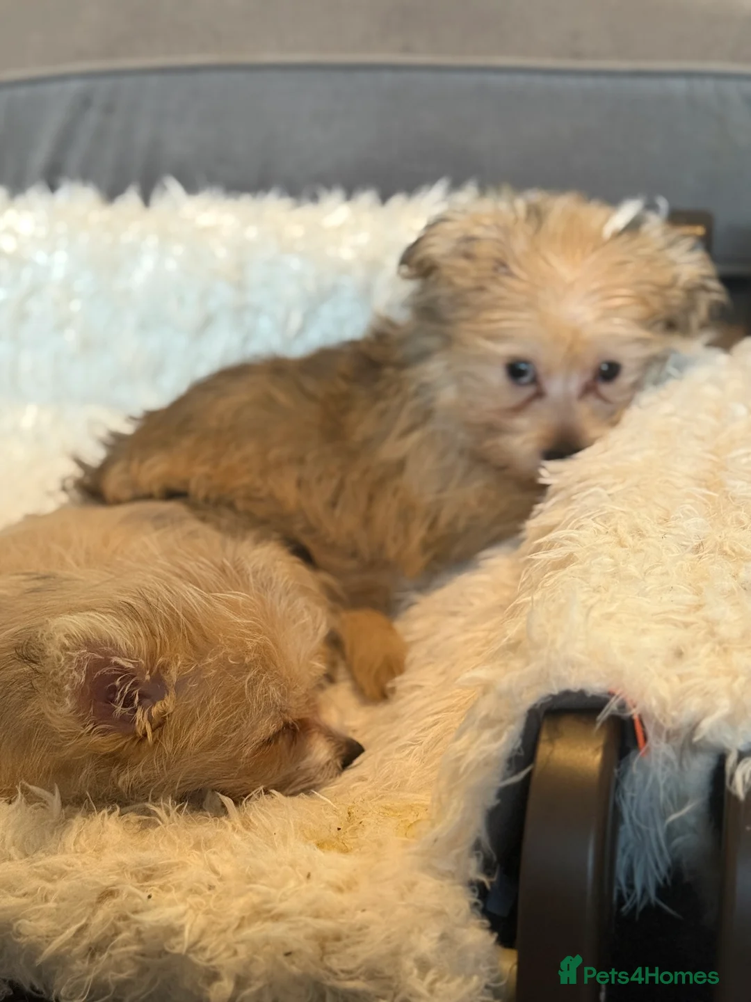 Mixed Breed dogs for sale: Ready to go! Unique mix - Maltese x JackChi Pups - Advert 8