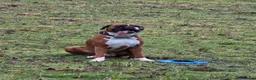 Boxer dogs for stud: First time stud, Bruce in Coulsdon - Advert 4