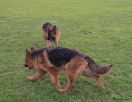 German Shepherd dogs - Advert 9