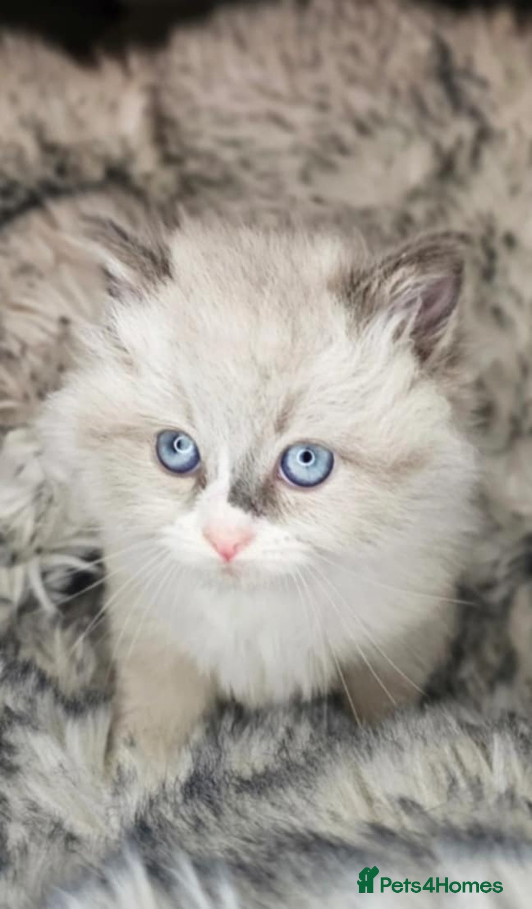 Ragdoll cats for sale: Beautiful ragdoll - Advert 4
