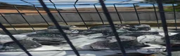 Mixed Breed birds for sale: PIGEONS FOR SALE  in High Wycombe - Advert 5