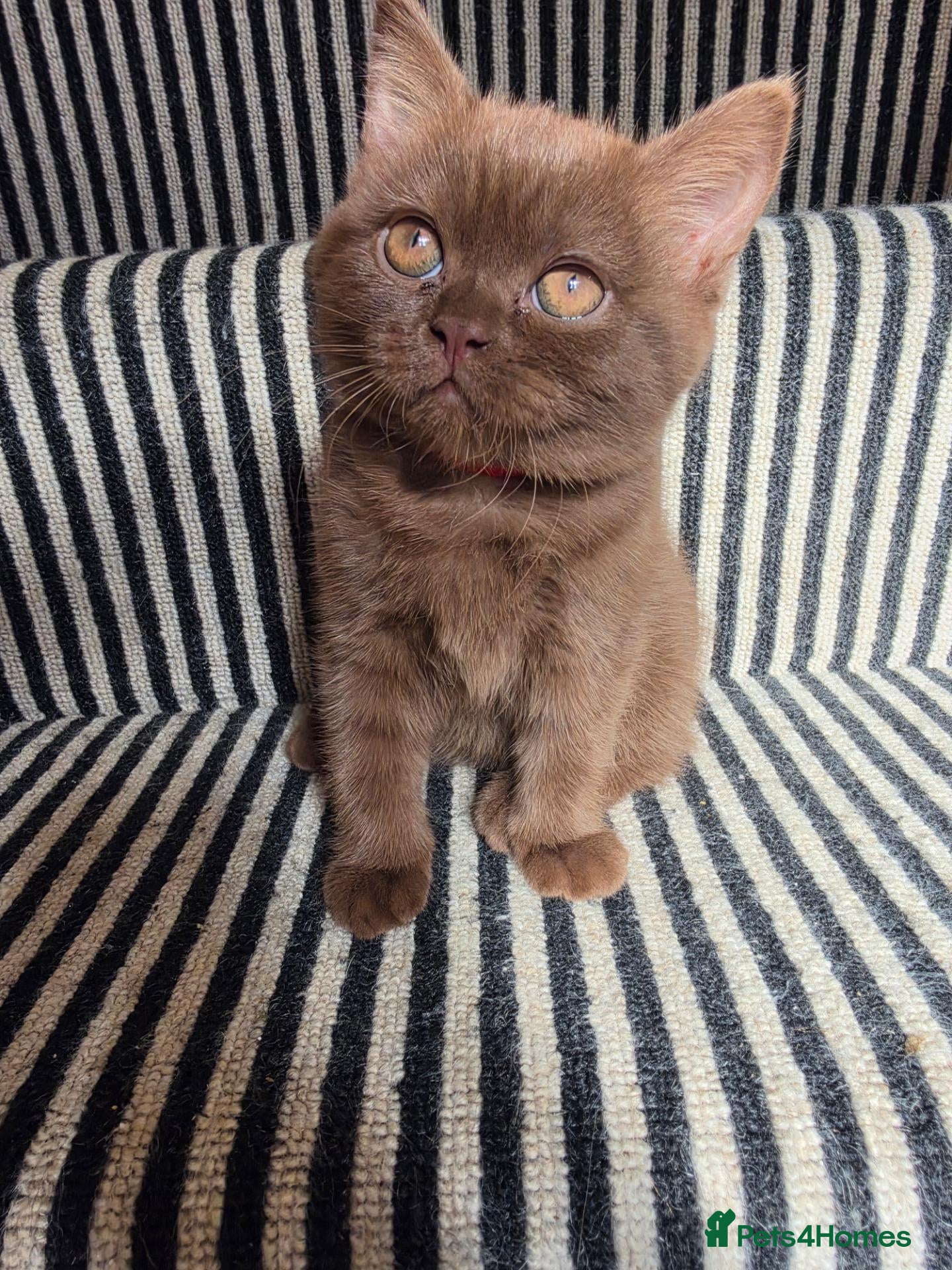 British Shorthair cats Chocolate BSH Girl – Unexpectedly Available - Advert 1