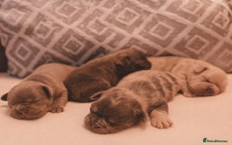 French Bulldog dogs for sale: French Bulldog Puppies - Image 1