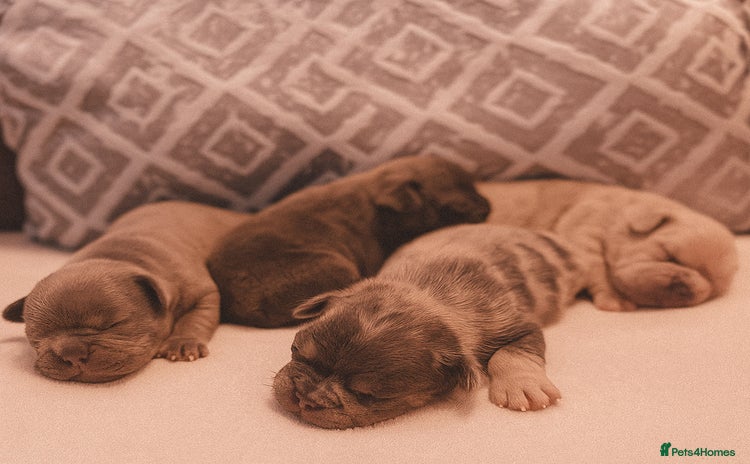 French Bulldog dogs - Advert 1