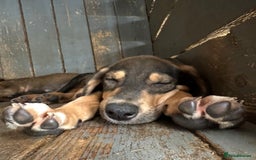 Mixed Breed dogs for adoption: Poppy (Hound/Shepherd mix) - Image 15