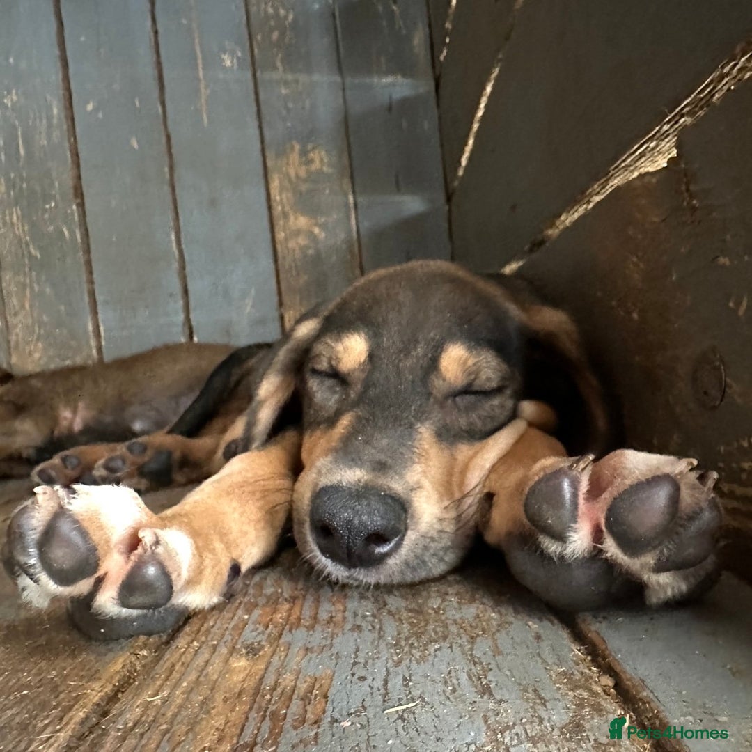 Mixed Breed dogs for adoption: Poppy (Hound/Shepherd mix) - Image 15