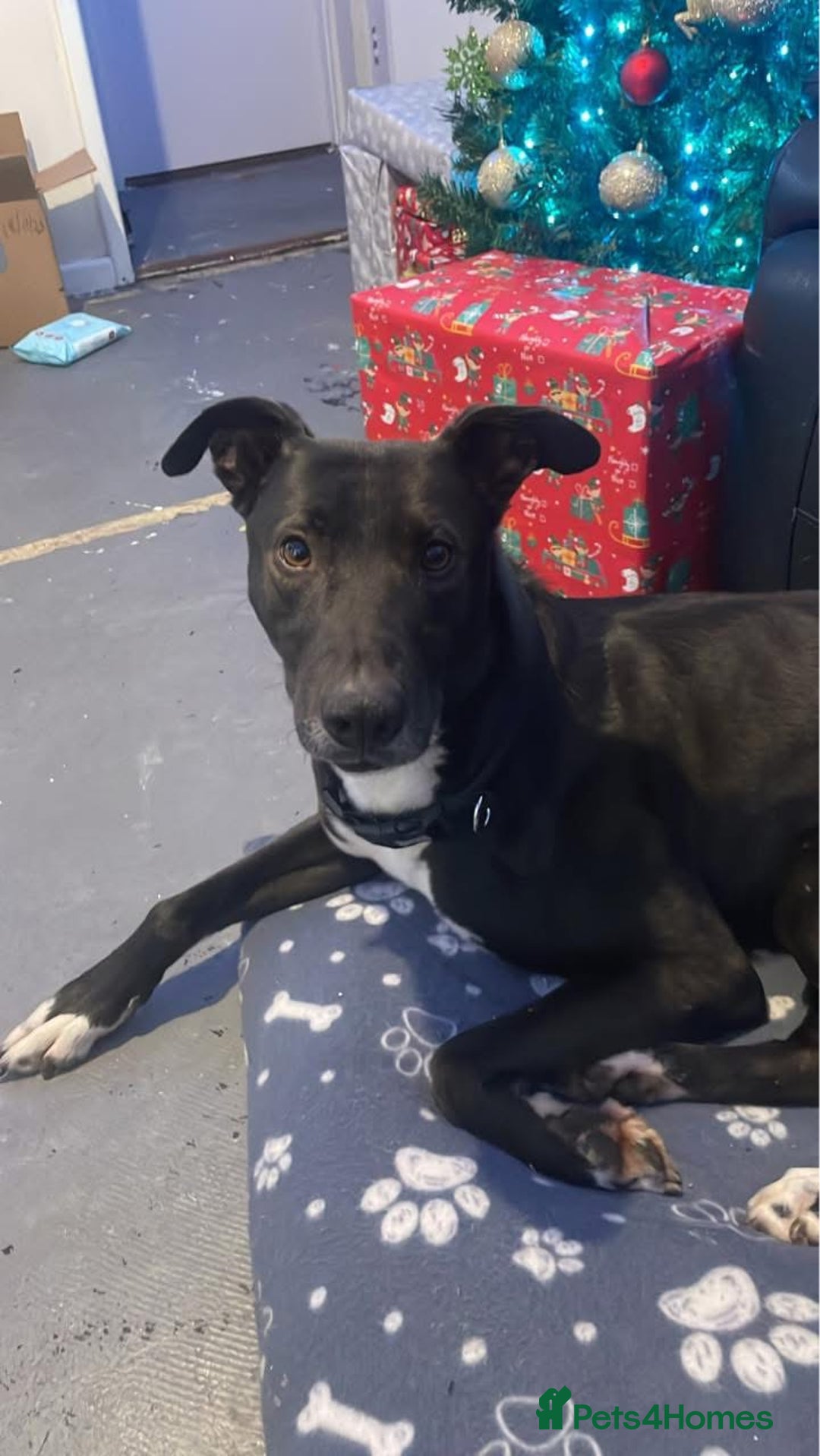 Lurcher dogs for sale: 3 year old lurcher  - Image 2