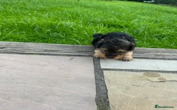 Mixed Breed dogs for sale: Welsh Terrier x Cavapoo (Teddy Bears 🧸 ) - Image 12