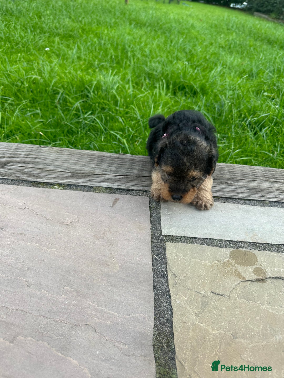 Mixed Breed dogs for sale: Welsh Terrier x Cavapoo (Teddy Bears 🧸 ) - Image 12