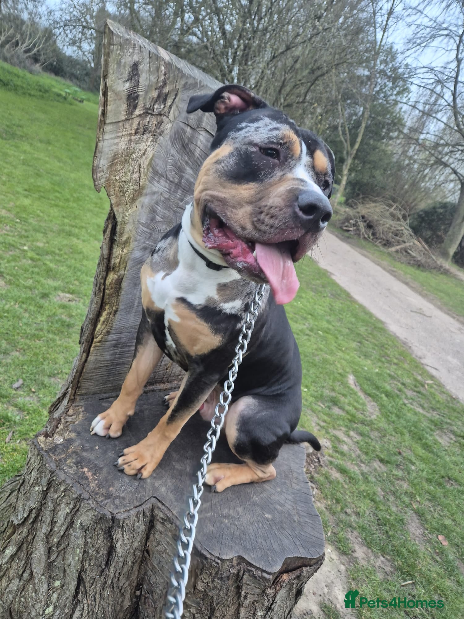 Mixed Breed dogs Please help apollo  - Advert 1