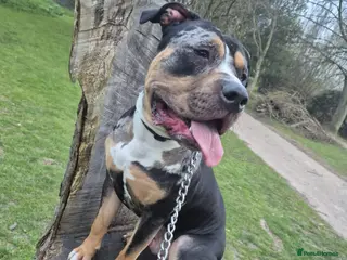 Mixed Breed dogs Please help apollo - Advert 1