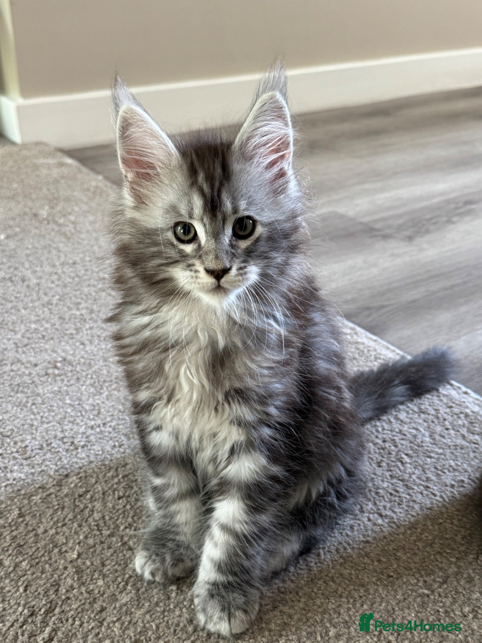 Maine Coon cats Champion blood line Mainecoon kittens  - Advert 2