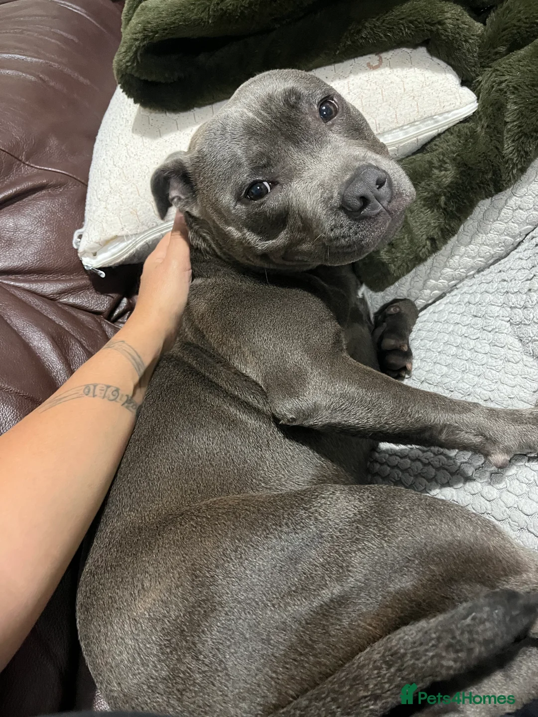 Staffordshire Bull Terrier dogs for sale: 1 year old blue staff - Advert 2
