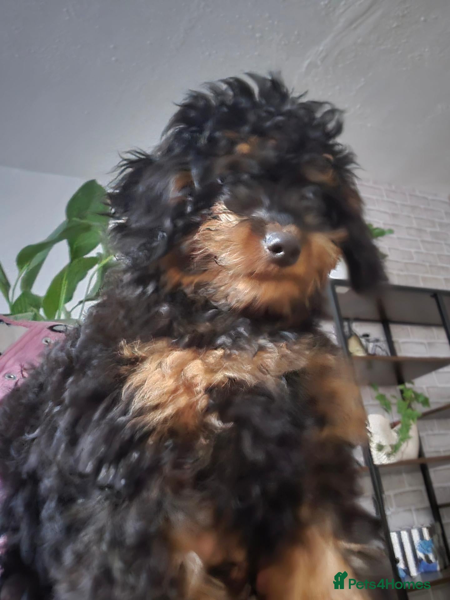 Cavapoo dogs 3 F1B Cavapoo Puppies Looking for Loving Homes 🐾 - Advert 6