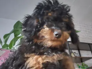 Cavapoo dogs 3 F1B Cavapoo Puppies Looking for Loving Homes 🐾 - Advert 6
