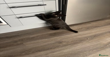 British Shorthair cats - Advert 1