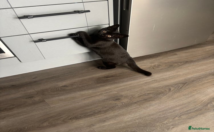 British Shorthair cats - Advert 7