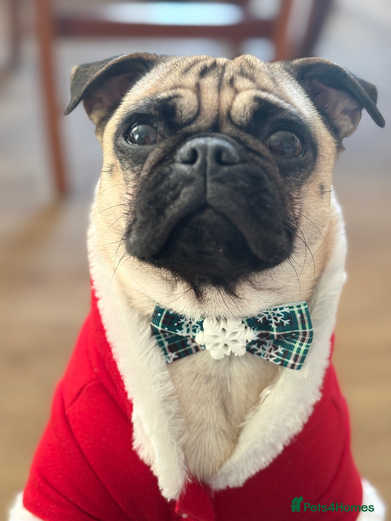 Pug dogs My pug - Advert 1