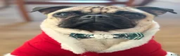 Pug dogs for sale: My pug in Barnsley - Advert 1