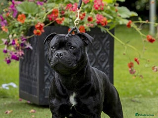 Staffordshire Bull Terrier dogs VALGO TOP GUN PUPPIES COMING SOON 😍 - Advert 9