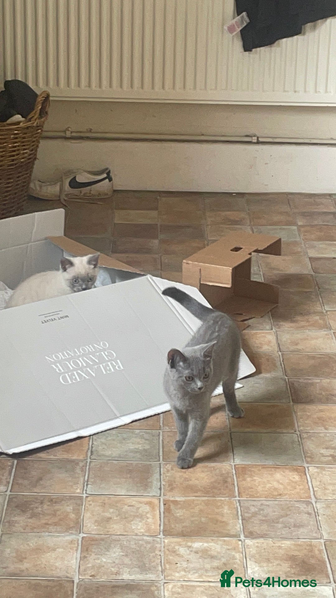 Russian Blue cats for sale: Russian blue British shorthair kittens - Image 4