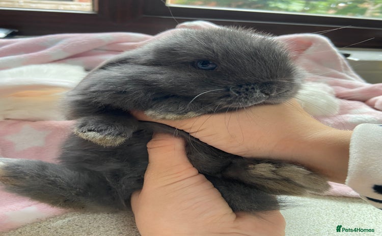 Mini Lop rabbits - Advert 15