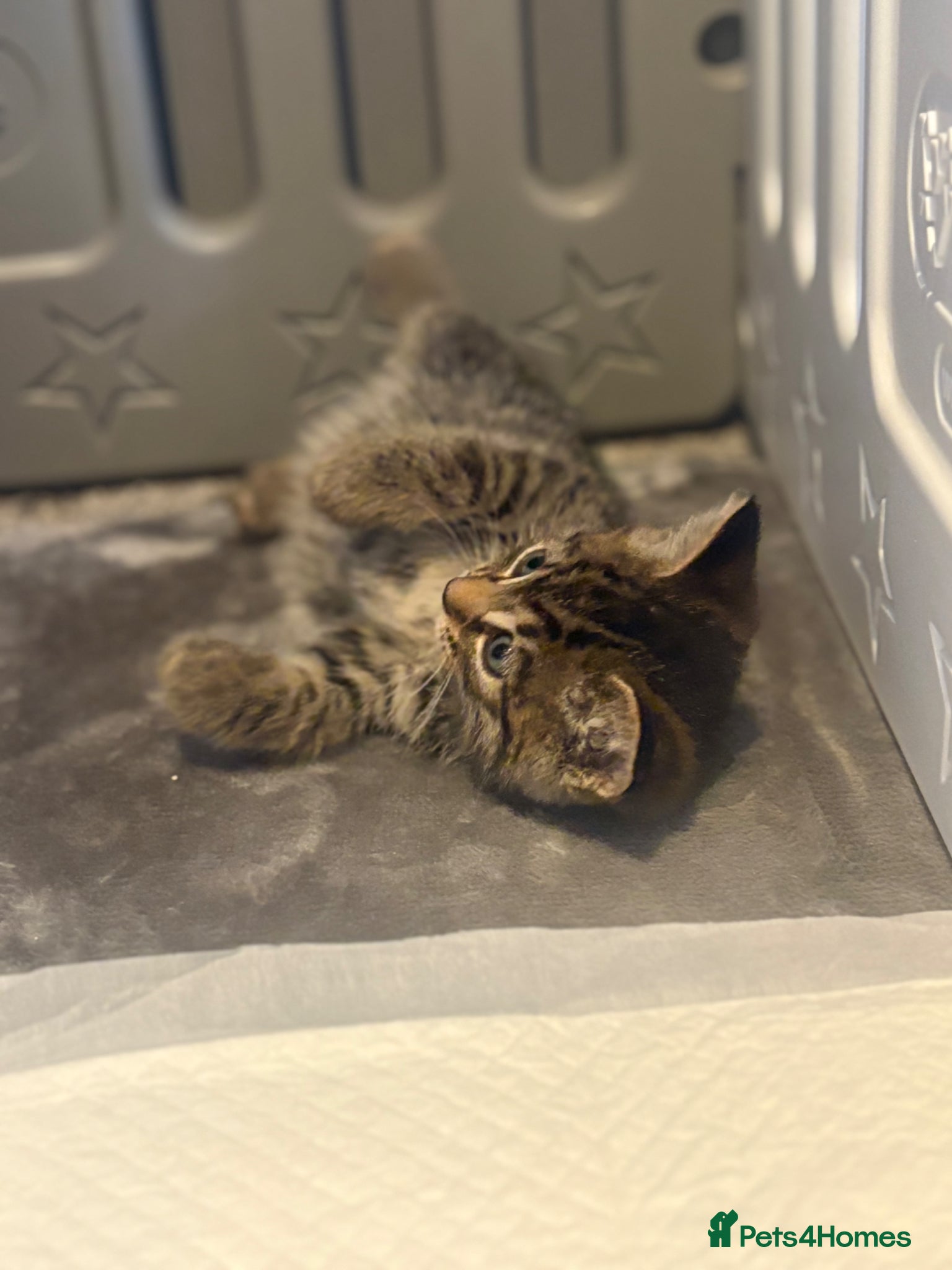 Mixed Breed cats Beautiful Kittens for sale  - Advert 1