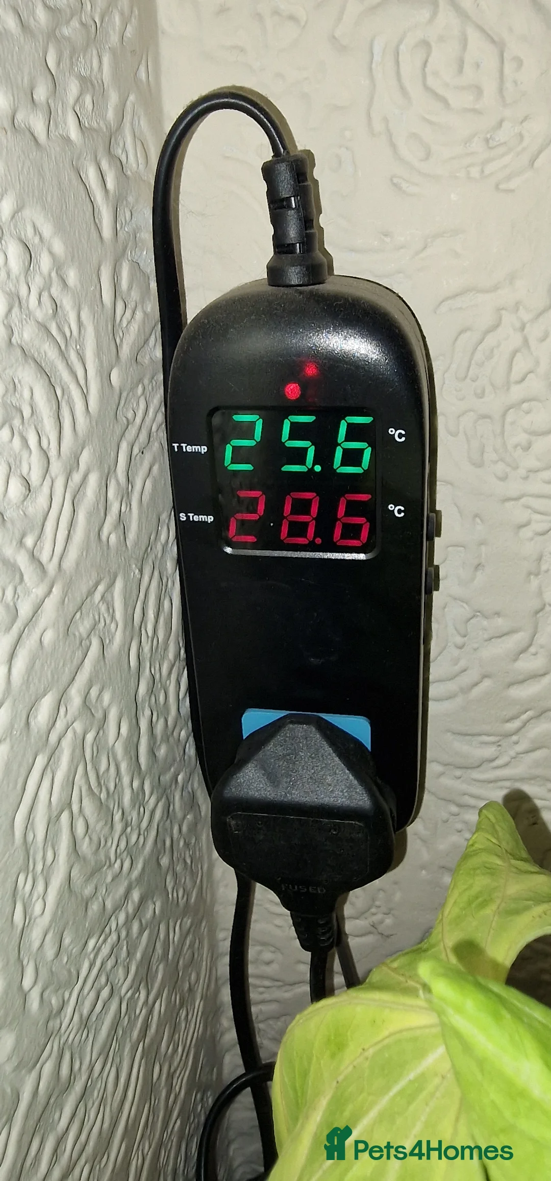 Plecos fish for sale: Snowwhite longfin bristlenose pleco breading pair - Advert 6