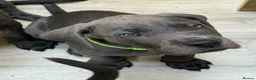 Great Dane dogs for sale: Ready to go! Blue Great Danes - 2 Girls Remaining! - Advert 15