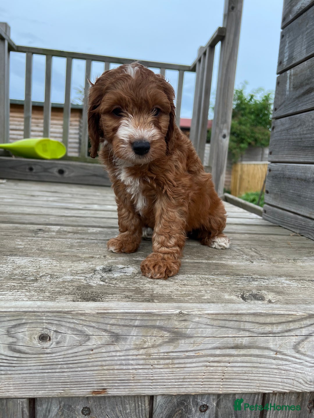 Cockapoo dogs for sale: Adorable F1 Cockapoos from 5* licensed breeder - Image 4