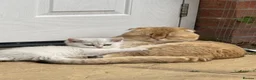Scottish Fold cats for sale: LOVELY PUREBRED SCOTTISH FOLD KITTENS  - Advert 1
