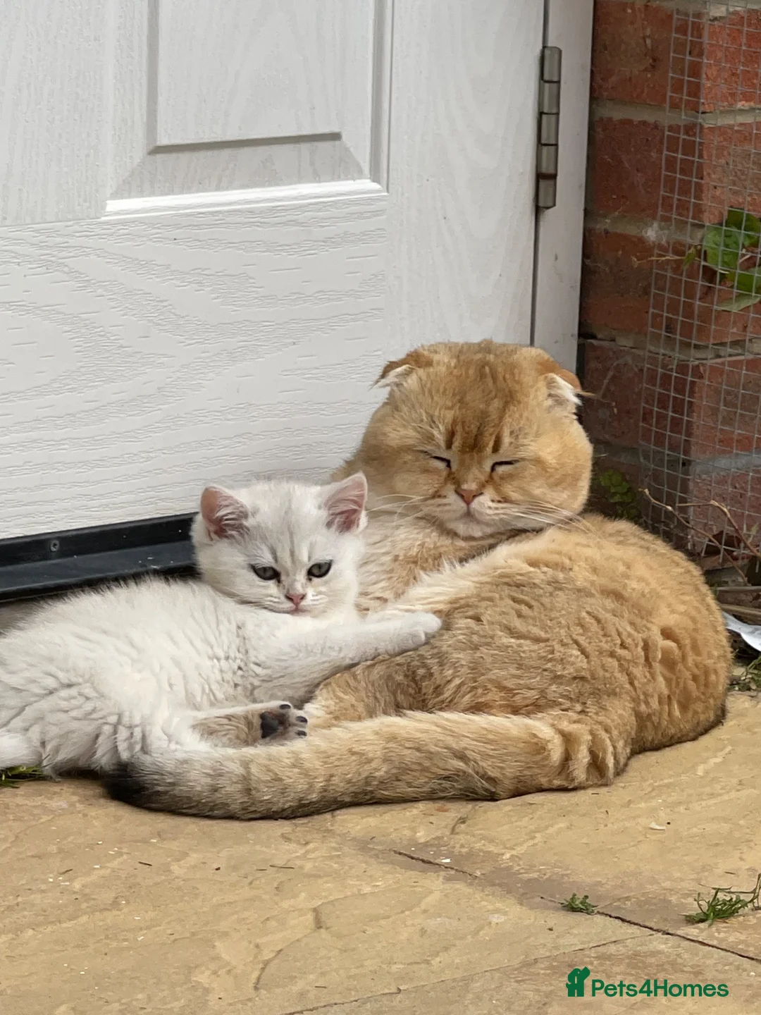 Scottish Fold cats for sale: LOVELY PUREBRED SCOTTISH FOLD KITTENS  - Advert 1