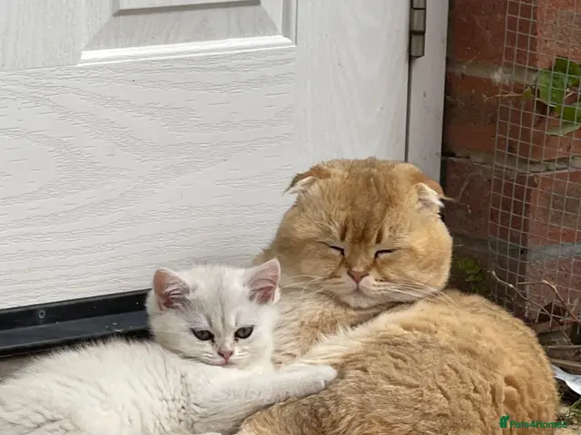 Scottish Fold cats for sale: LOVELY PUREBRED SCOTTISH FOLD KITTENS - Advert 4