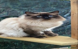 Ragdoll cats for stud: Active gccf stud chocolate carrier seal point  in Grantham - Image 16