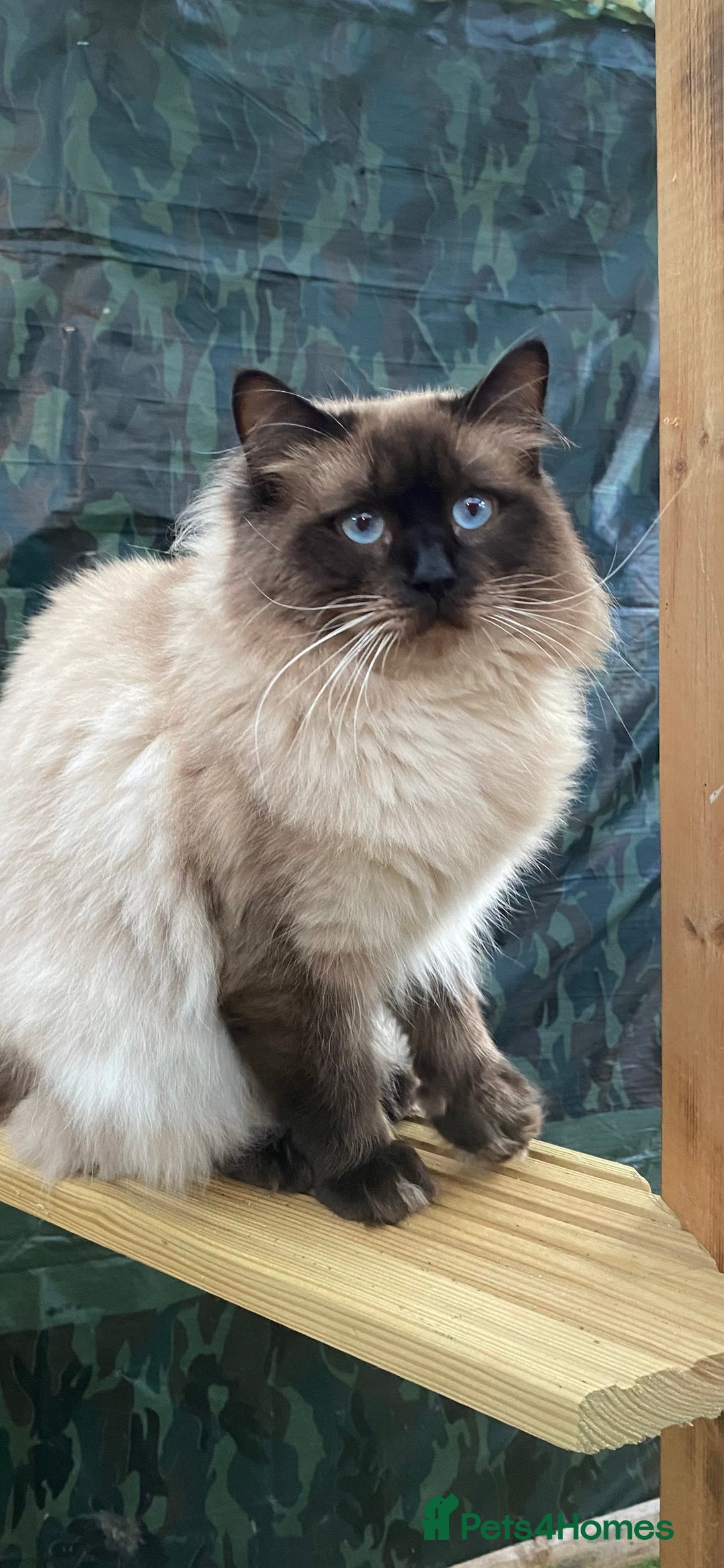Ragdoll cats for stud: Active gccf stud chocolate carrier seal point  in Grantham - Image 16