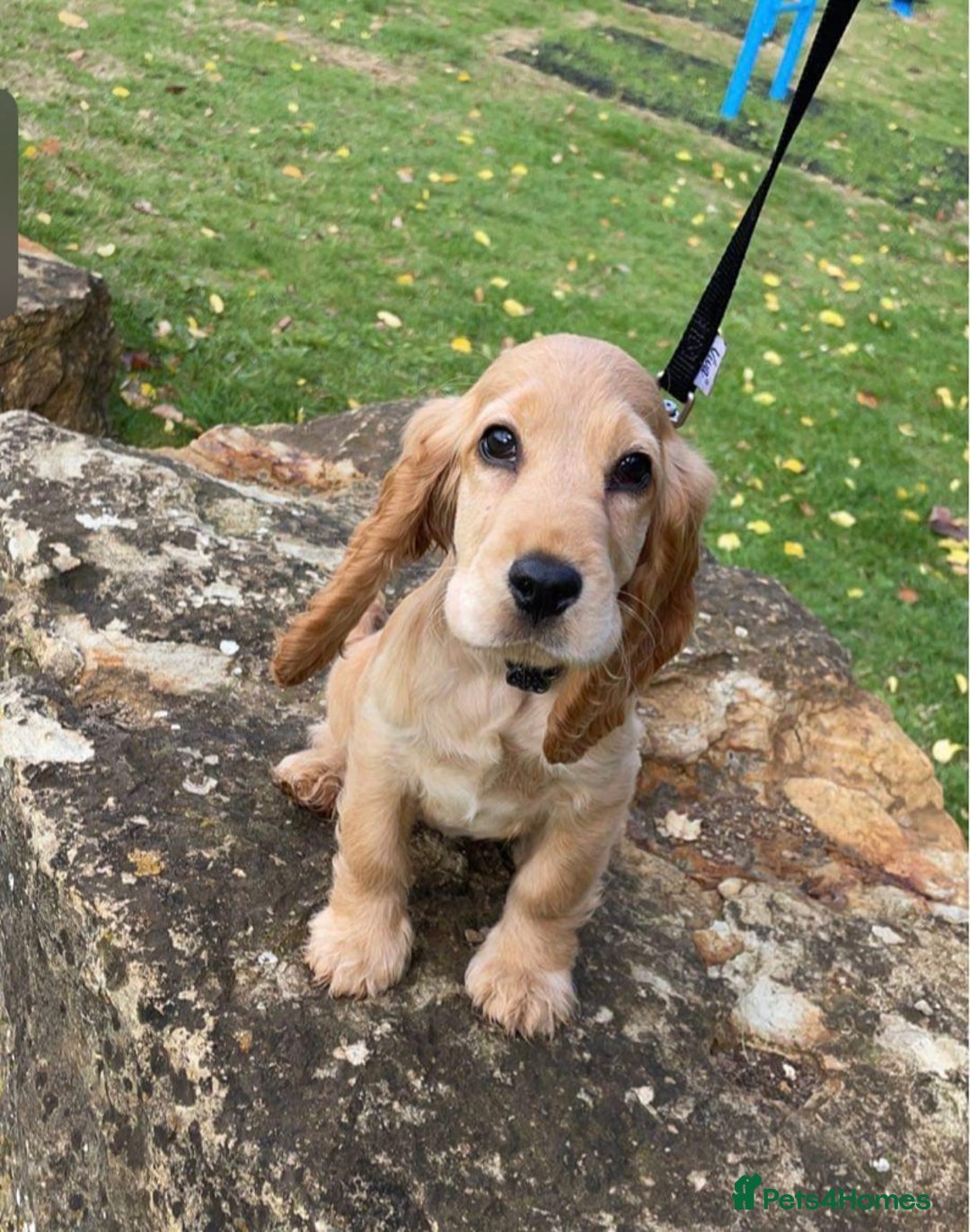 Cocker Spaniel dogs for sale: Cocker Spaniel Litter Due 🐾 - Advert 14