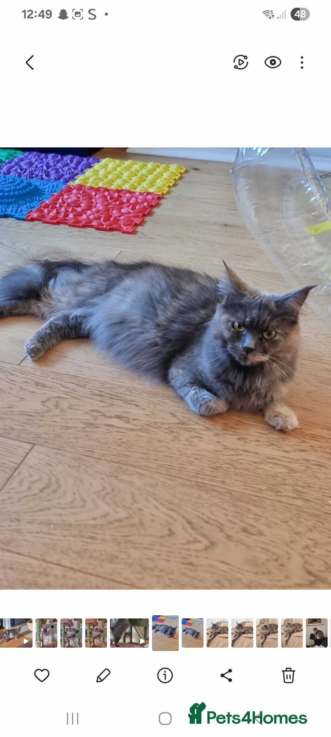Maine Coon cats for sale: Maine Coon X Ragdoll Kittens in Colchester - Advert 1