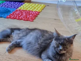 Maine Coon cats Maine Coon X Ragdoll Kittens - Advert 3