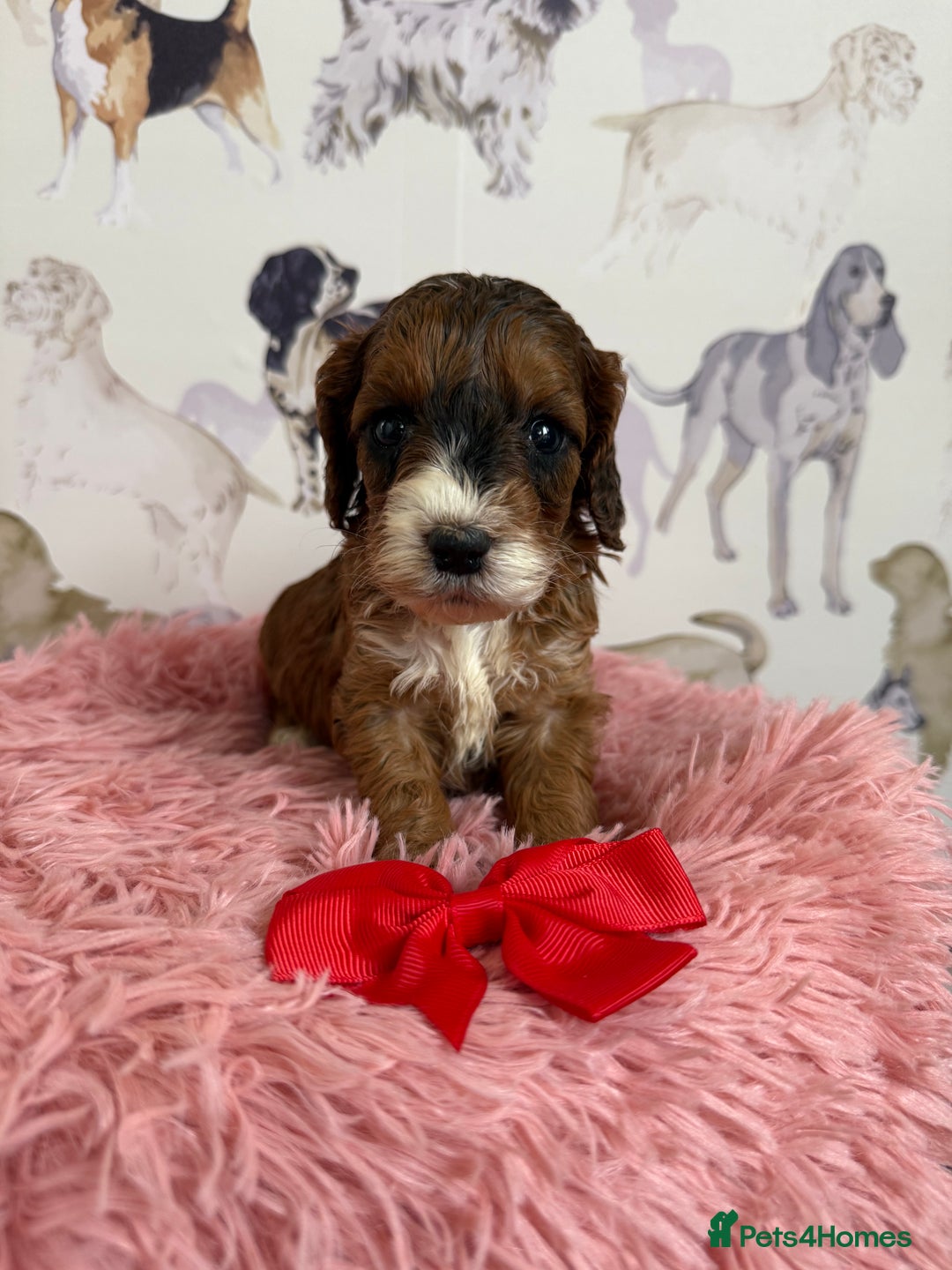 Cockapoo dogs for sale: F1 Cockapoo’s **fully DNA tested** - Image 5